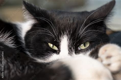 Gato negro con blanco ojos verdes acercamiento Stock Photo | Adobe Stock