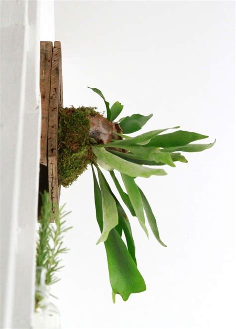 Outstanding Staghorn Fern Hanging Basket Green Artificial Plants