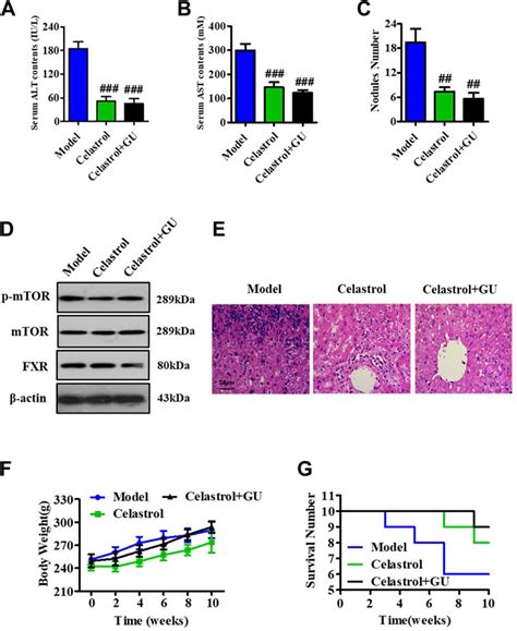 Frontiers Celastrol Regulated Gut Microbiota And Bile Acid Metabolism