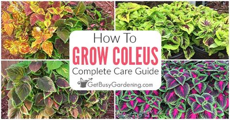 Coleus Plant Care Complete Growing Guide Get Busy Gardening