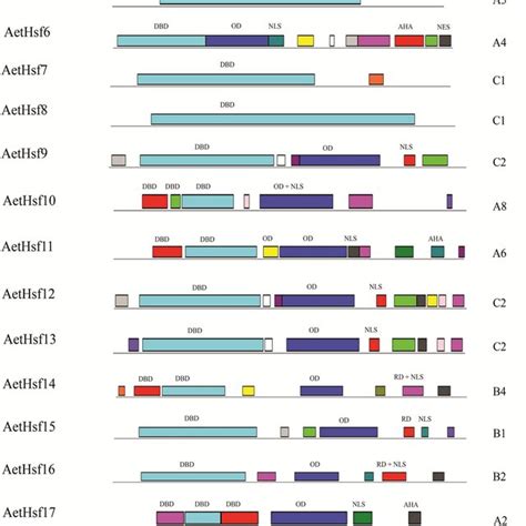 Distribution Of The Conserved Domains In AetHsf Proteins Different