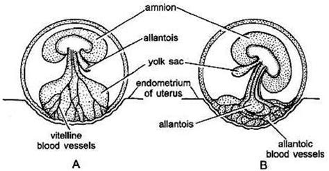 4 Placenta In Mammals Chorio Vitelline Placenta A Chorio Allntoic