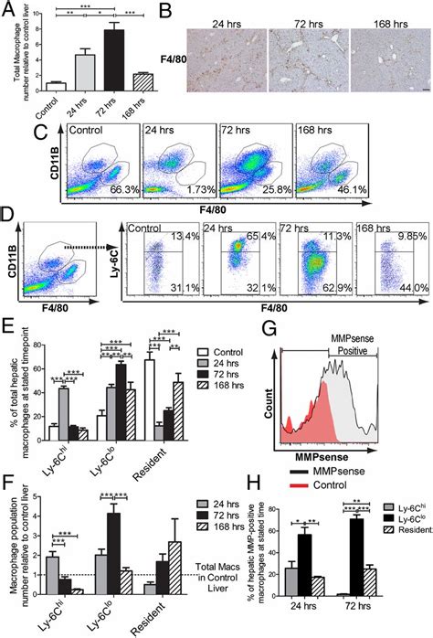 Differential Ly C Expression Identifies The Recruited Macrophage