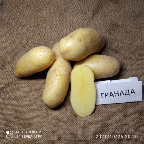 Купити НАСІННЕВА картопля семенной картофель Ривьера, Беллароза ...