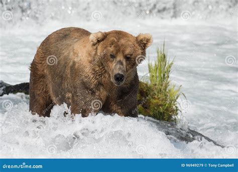 Alaskan brown bear fishing stock image. Image of water - 96949279