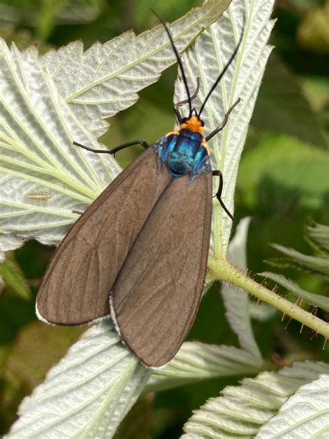 Virginia Ctenucha Moth From Alma NB CA On July 28 2023 At 01 41 PM