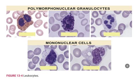 Leukocytes Diagram | Quizlet