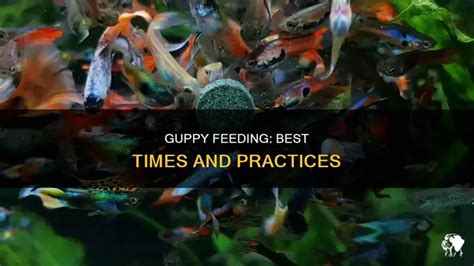 how much to feed guppy fish
