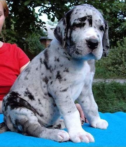 99 Great Dane Mantle Puppies L2sanpiero