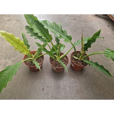 Филодендрон- Philodendron narrow escape от Plants.bg с отлична цена