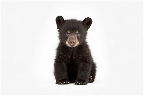 Premium AI Image | A black bear cub with white background