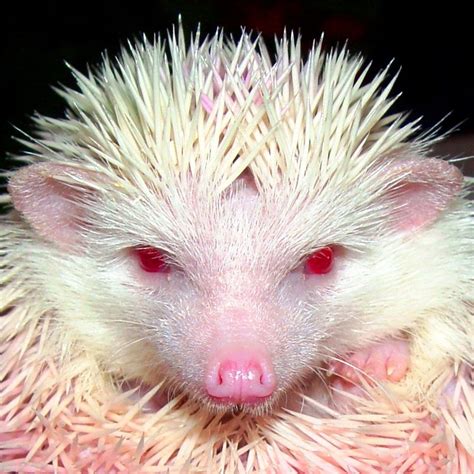 Albino African Pigmy Hedgehog Headshot Albino African Albino