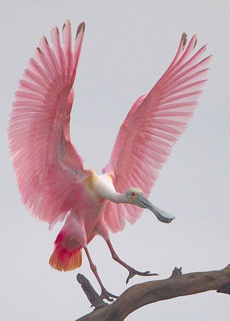 Roseate Spoonbill Kinds Of Birds All Birds Love Birds Weird Birds