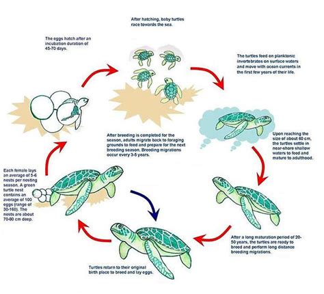 Learn Bubbles Turtle Conservation Plt Terengganu