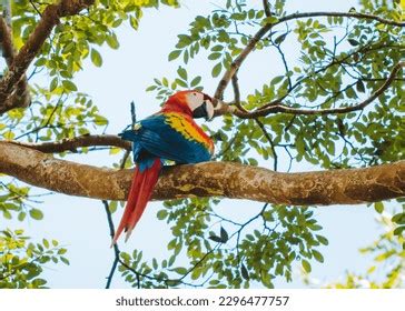 10,033 Macaw Amazon Rainforest Images, Stock Photos, 3D objects ...