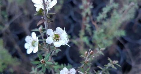 Leptospermum scoparium – Maryflower