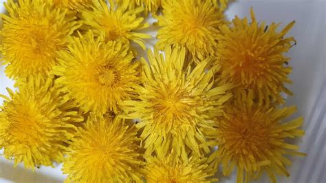 Dandelion tea with fresh flowers – Mildly Indian