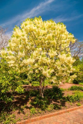 Fragrant Flowering Plants To Scent Your Garden ~ Bless My Weeds