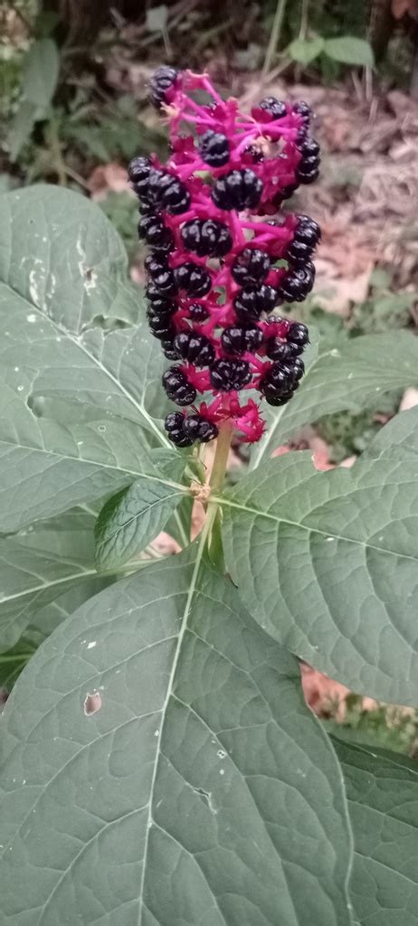 Indian Pokeweed from Заповедный Курская обл Россия 305528 on