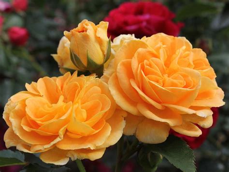 Rose Timeless - Rosa Timeless günstig kaufen