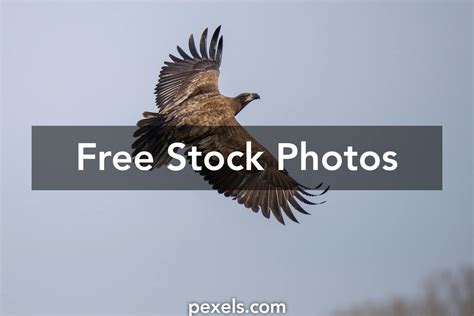 Golden Eagle Flying Photos, Download The BEST Free Golden Eagle Flying ...