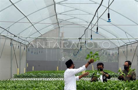 Pertanian Hidroponik Di Pesantren Antara Foto