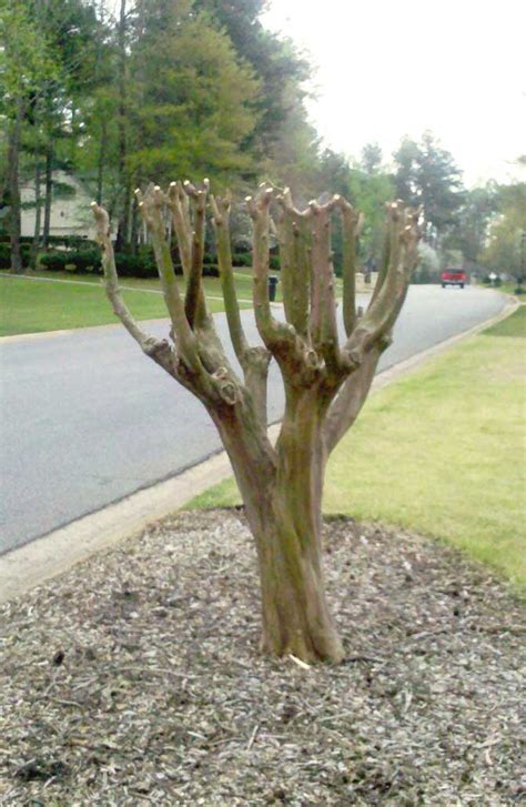 Two Sisters Gardening: Crape Myrtle pruning