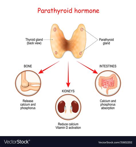 Hormones Produced Parathyroid Gland Royalty Free Vector