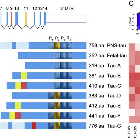Structure of the microtubule associated protein tau. (A) The schematic ...
