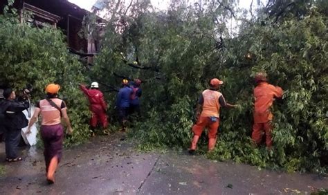 Tumbang Diterpa Angin Kencang Saat Hujan Pohon Asem Tua Ambruk Tutupi