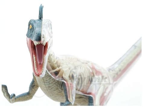 Velociraptor Anatomy Model | HLJ.com