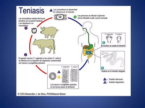 Invertebrados II Anelidos Platelmintos Y Nematodos PPT