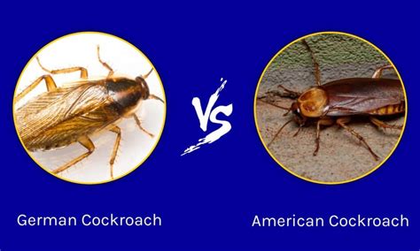 American Cockroach - A-Z Animals