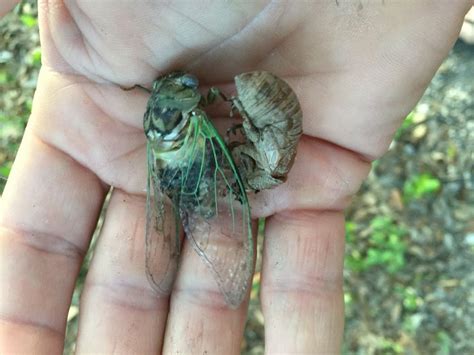 Cicada After Shedding Its Skin Before The Wings Have Dried Cicada Skin