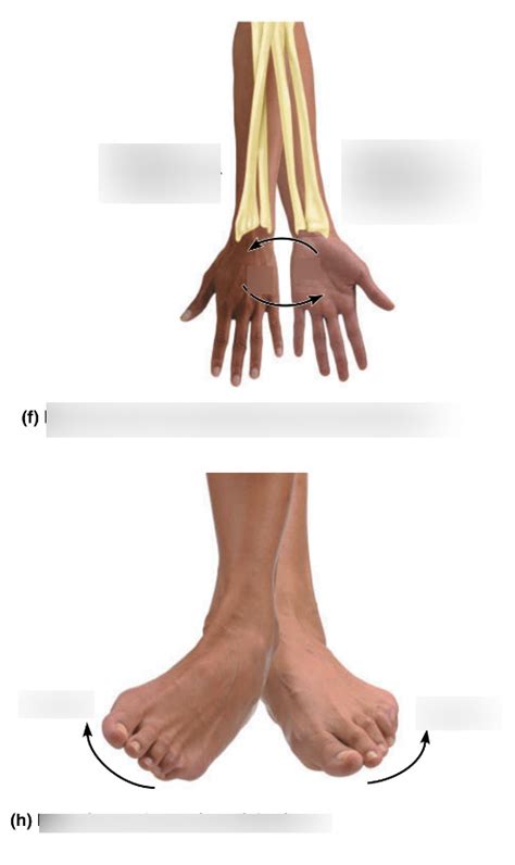 Pronation Supination And Inversion Eversion 1 Diagram Quizlet