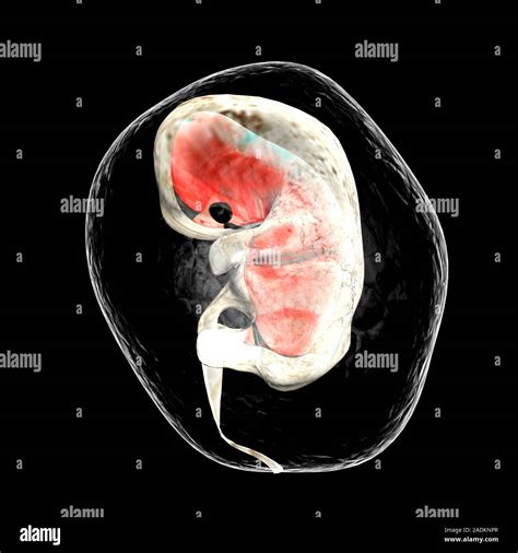 Human Embryo In Its Amniotic Sac Computer Artwork Human Embryos Are