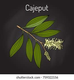 302 Cajeput Tree Images, Stock Photos & Vectors | Shutterstock