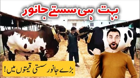 Cow Mandi Vlog Tour Of Cow Mandi Cow Mandi 2020 Bakra Mandi