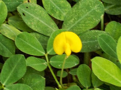 Arachis Pintoi Flora Singapore List A · Inaturalist