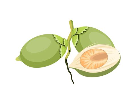 Vector Illustration Green Betel Nut Also Known As Areca Nut