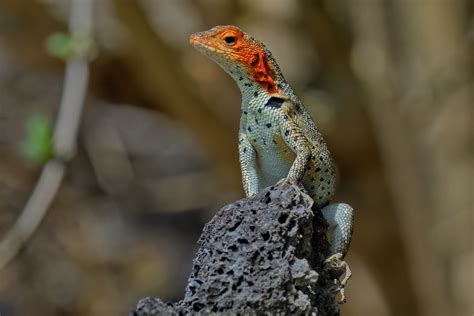 Галапагосская лавовая ящерица Microlophus albemarlensis Flickr