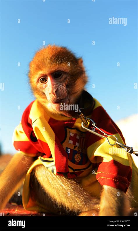 Monkey Dressed Up Hi Res Stock Photography And Images Alamy