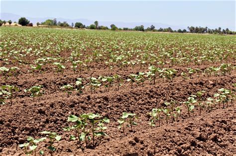 Aumenta La Superficie Sembrada Del Ciclo Primavera Verano En