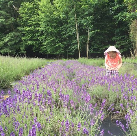 Relaxing Lavender Farms In New Jersey