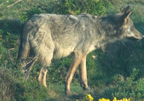 O Censo Do Lobo Estima 93 Mandas Reprodutoras En Galicia E Confirma O