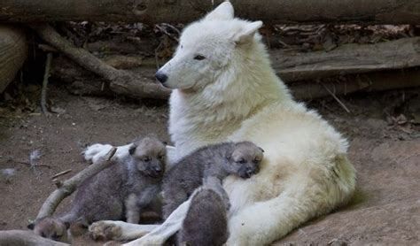 Watch: Adorable Arctic Wolf Pups Will Totally Make Your Day