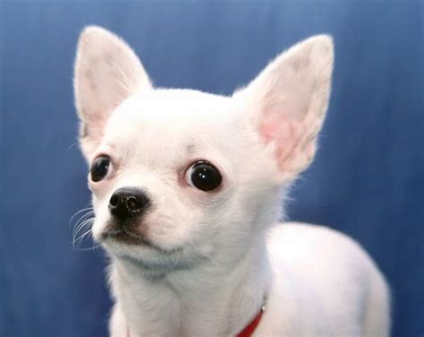 White Chihuahua Names: 75 Best Names for White Chihuahuas - PetPress