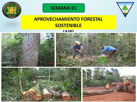 Aprovechamiento Forestal Sostenible Evelyn Montes Valdez Udocz