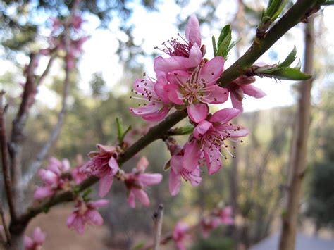 Free Images Tree Branch Fruit Flower Food Spring Produce