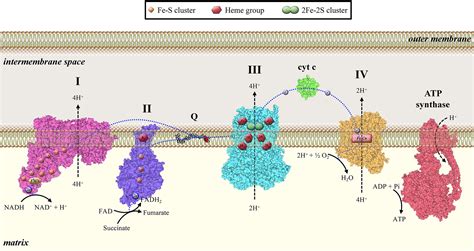 Schematic Depiction Of The Mitochondrial Electron